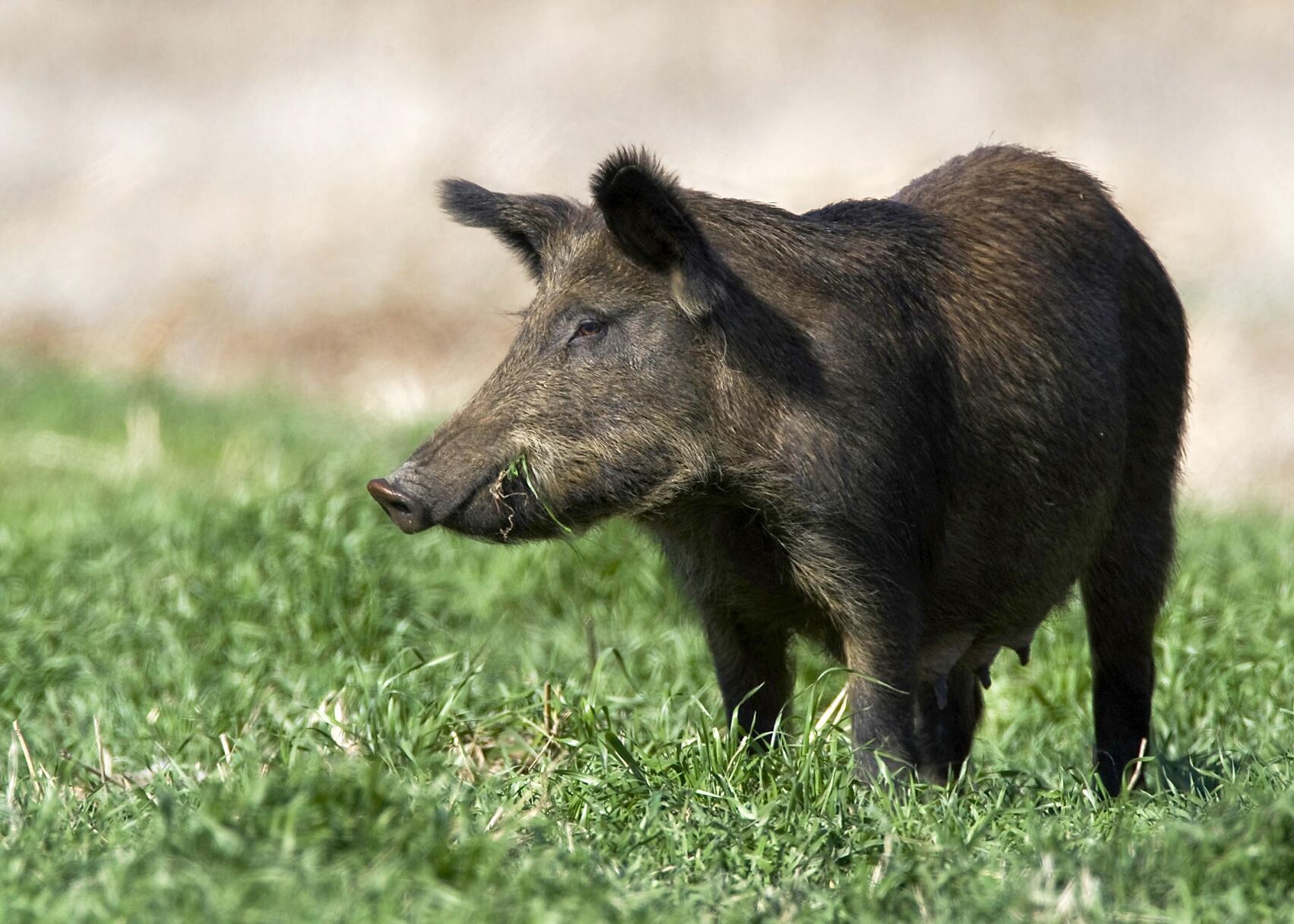 Wild Hogs